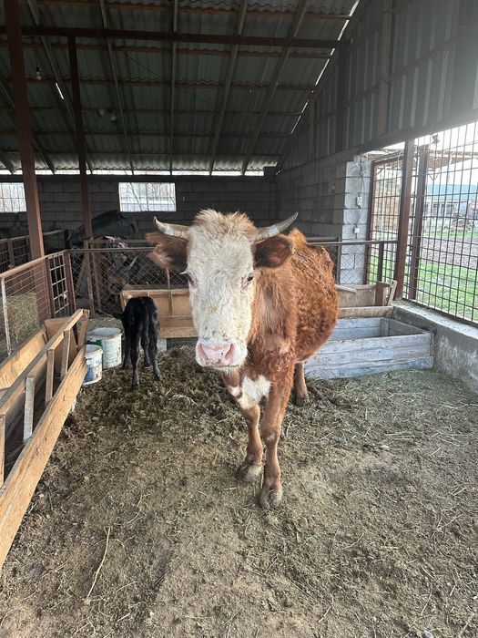 Сиыр бұзауымен сатылады