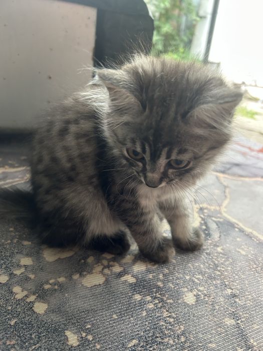 Отдам котенка в хорошие руки