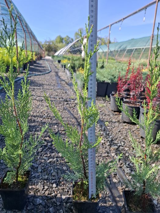 Producator vand Chiparos Leylandii 40-50  cm la P9