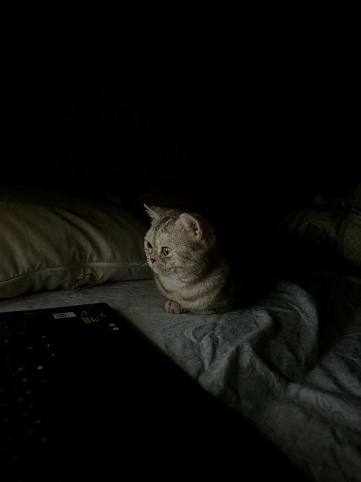 Шотландский кот прямоухий