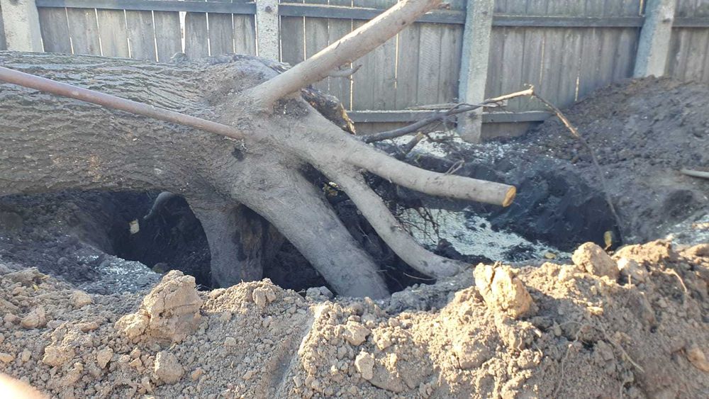 Trunchi nuc 80 de ani