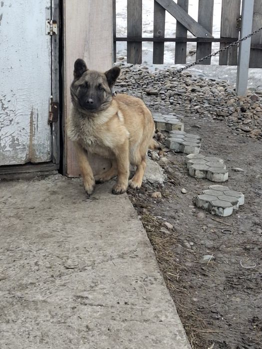 Щенок бельгиский овчарка