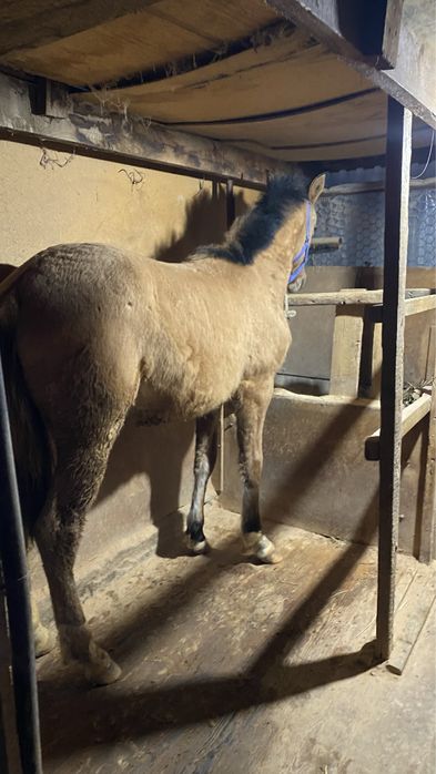 Тай еркек сатылады