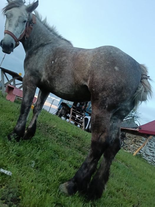 Iapa de  vânzare