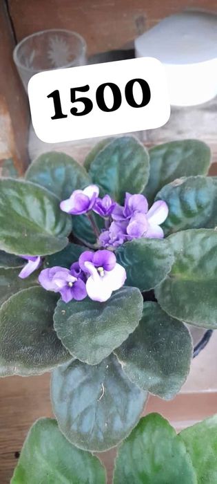 Продам щучий хвост