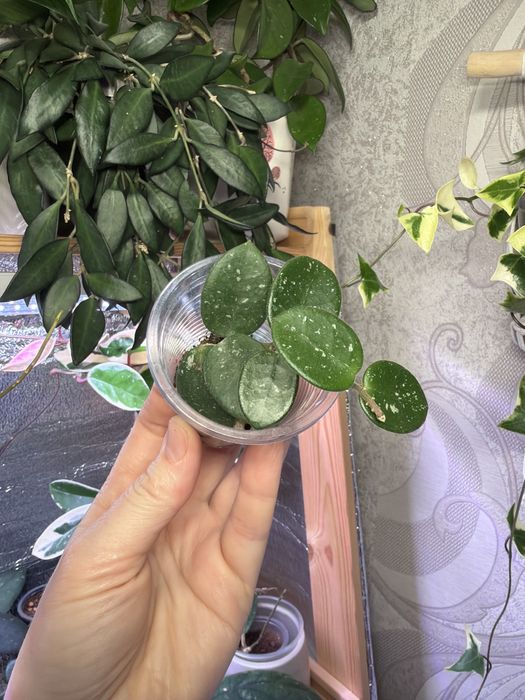 Клмнатные растения