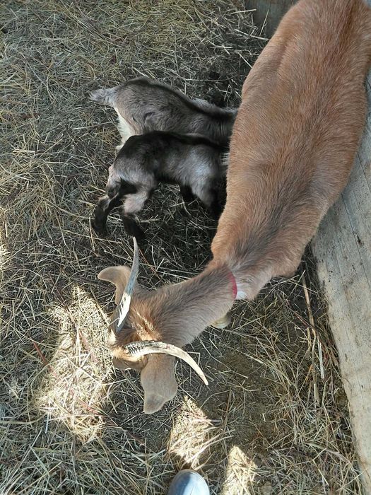 Vând capre tinere cu iezi