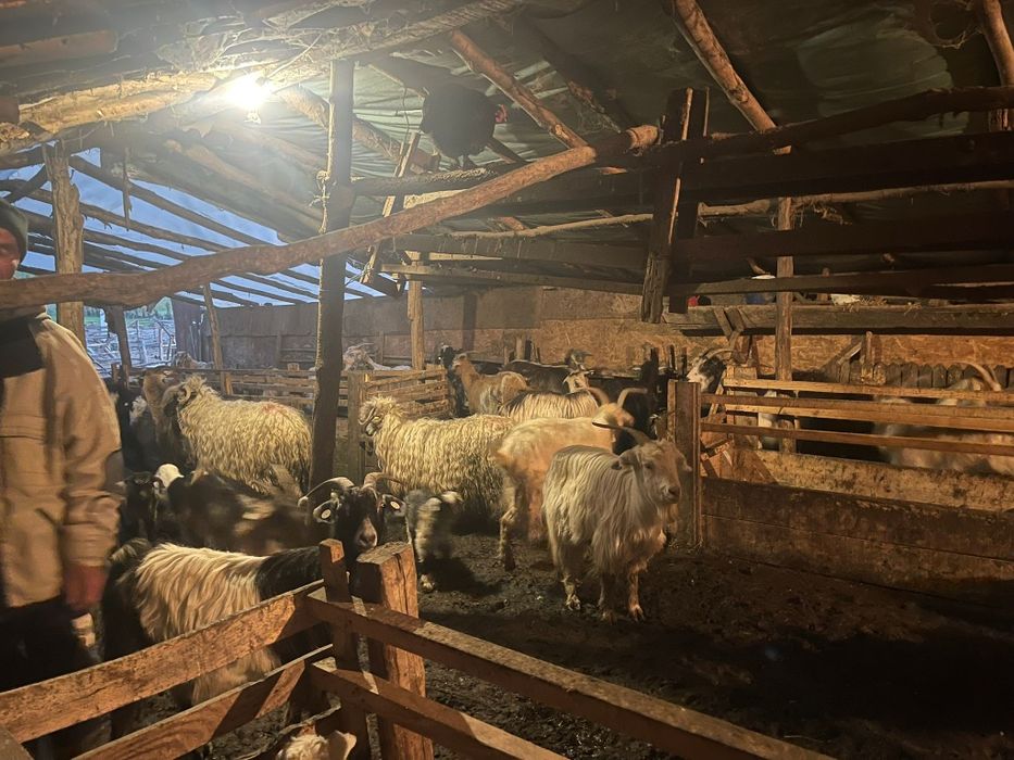 Capre cu iezi după ele