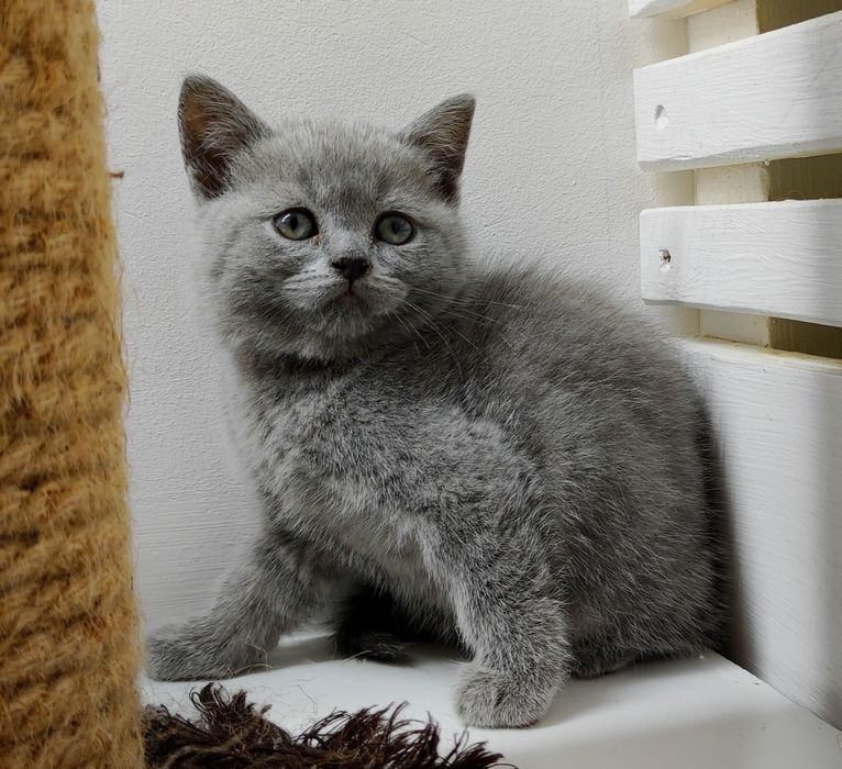 ОчаРоваШки шоТландскИе