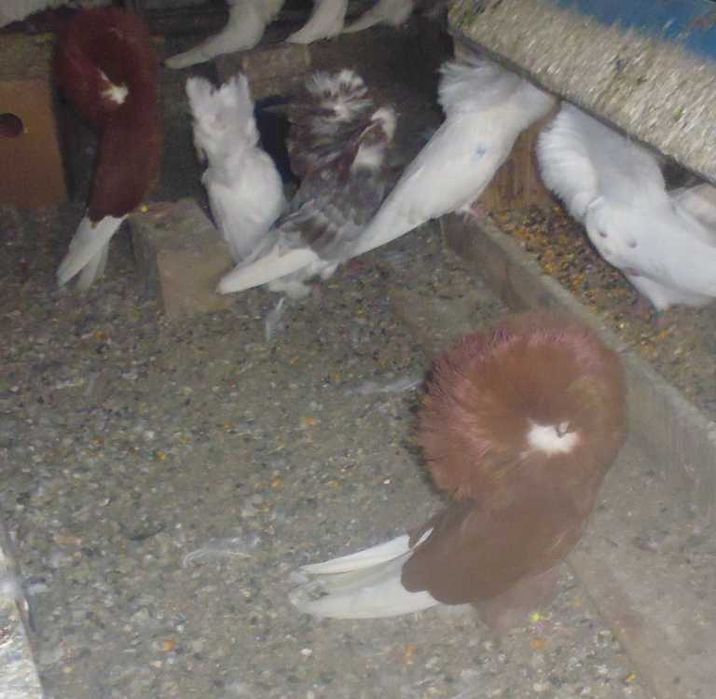 Porumbei Ornament (Maria Stuard)