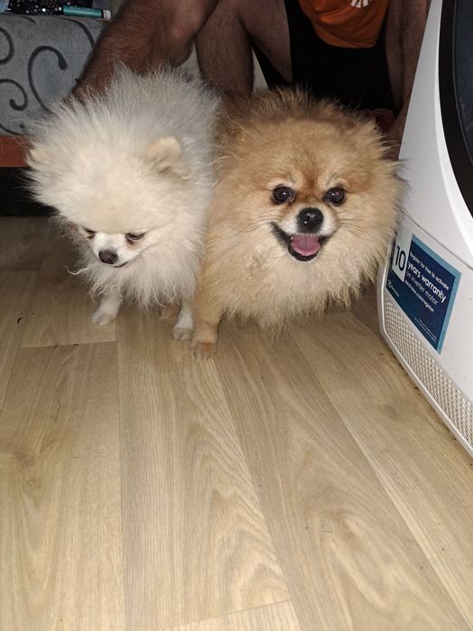 Померан малък шпиц момичета