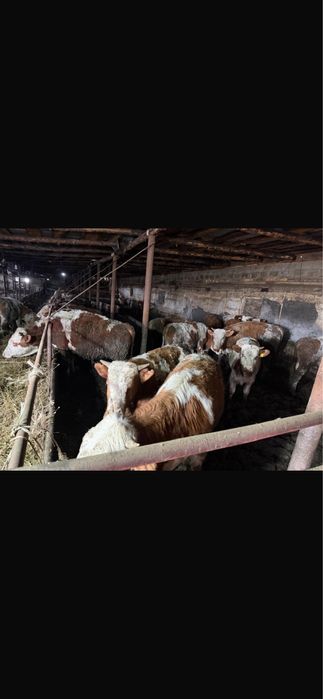 Продается бычки.