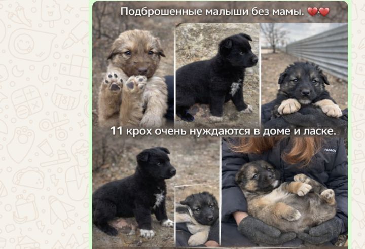 Щенки отдам в добрые руки