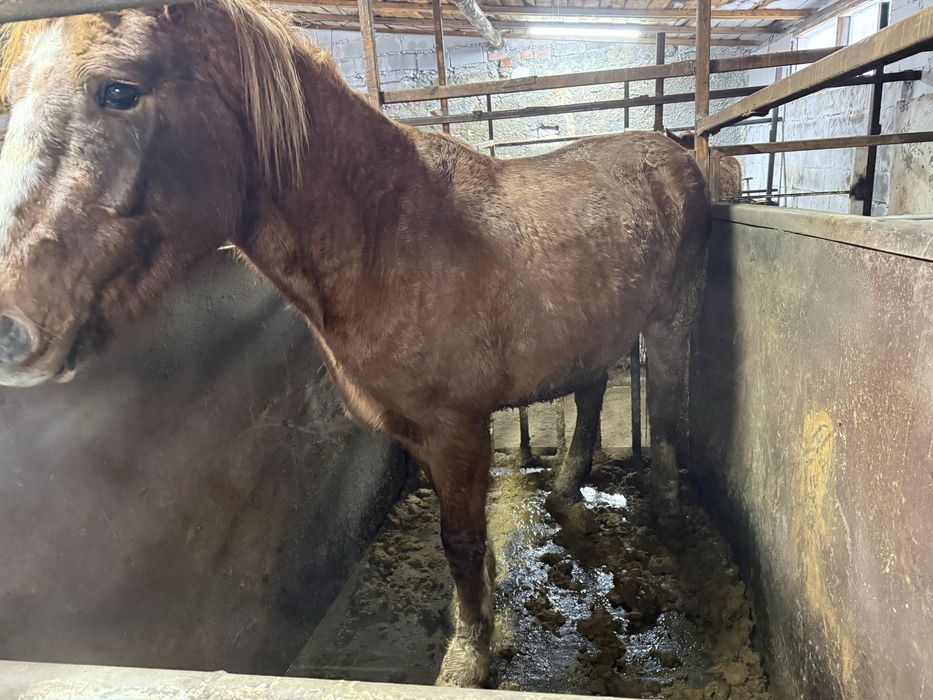 Лошади на развод.