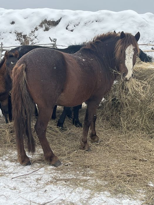 Жеребец на племя
