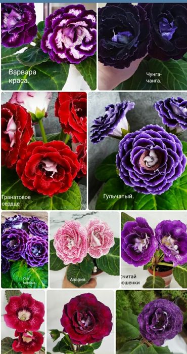 Укоренные листочки глоксиний.