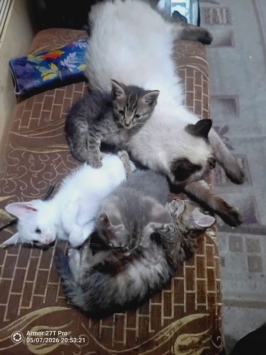 Отдам котят бесплатно срочно!!
