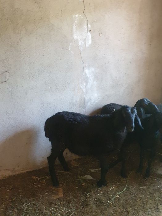 Jaydari quy 1 dona arzon