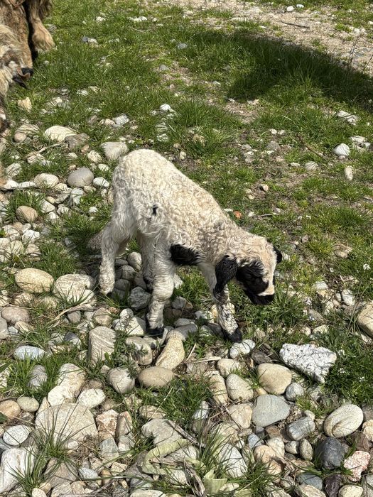 Vând animale de crescut