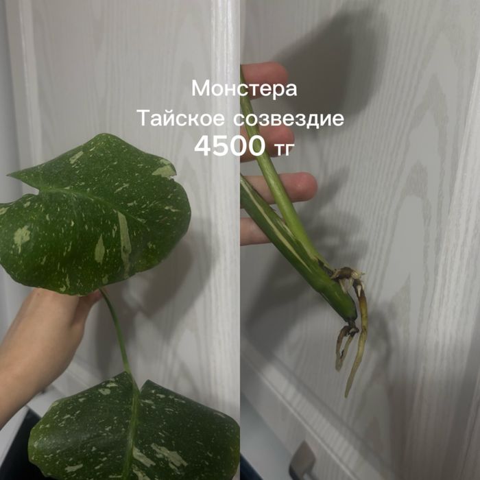 Разные отростки цветов