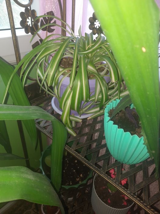 Срочно продам комнатные цветы