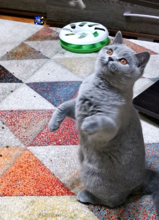 British shorthair cu pedigree
