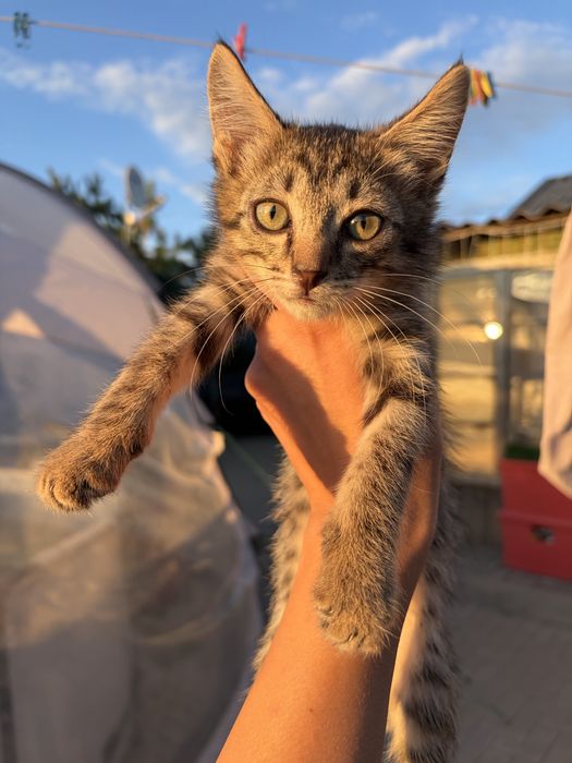 Котенок мальчик бесплатно