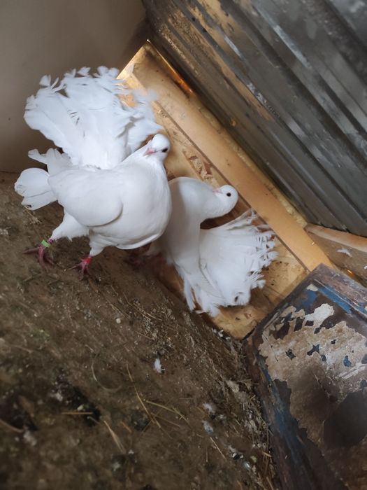 Porumbei de ornament