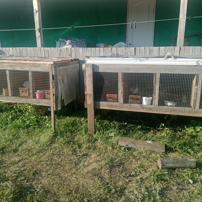 Продам кроликов 11шт