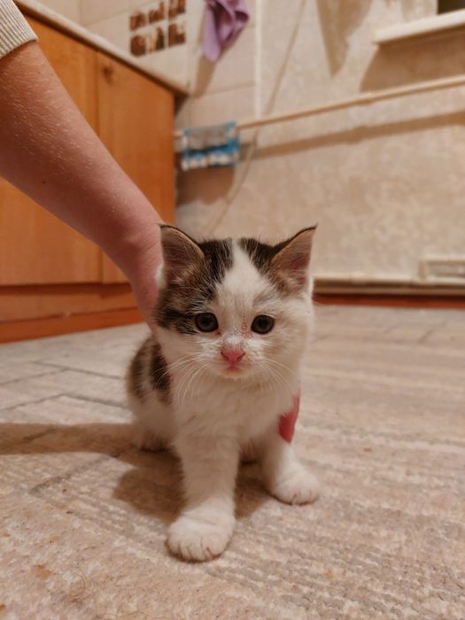 Отдам котёнка бесплатно