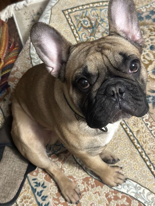 Ищет невесту французский кобель