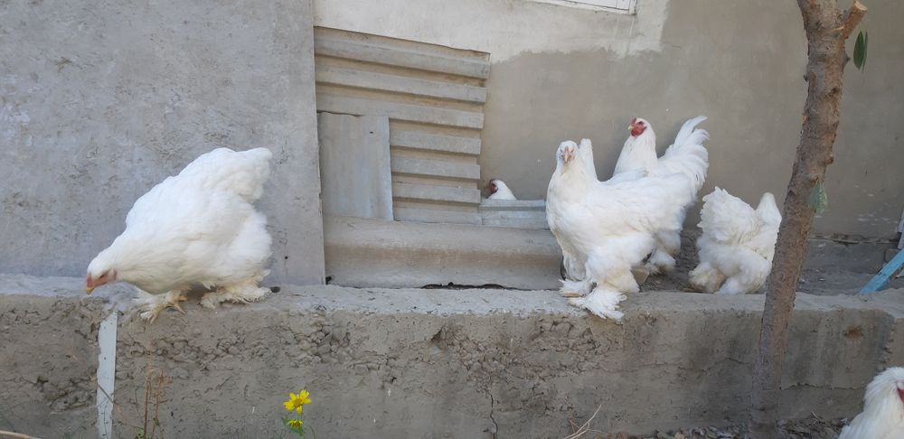 Ок товуклар тухуми сотилади