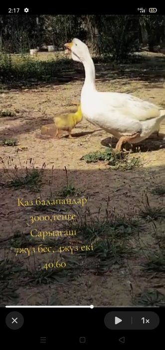 Қаздар сатылады.