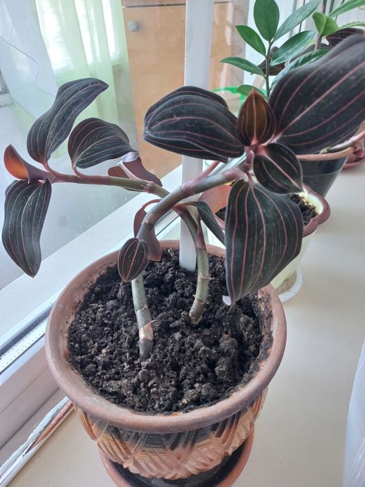 Цветы комнатные  Лудезия, семейства Орхидейные