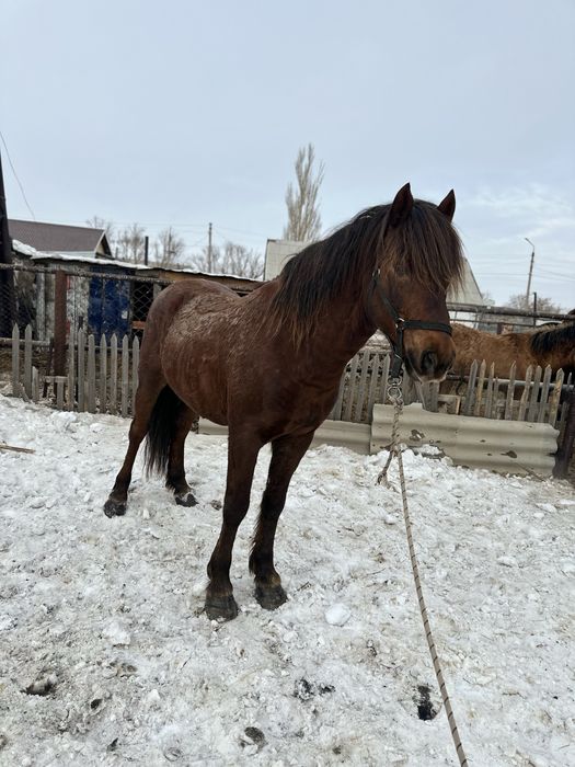 Жеребец племенной