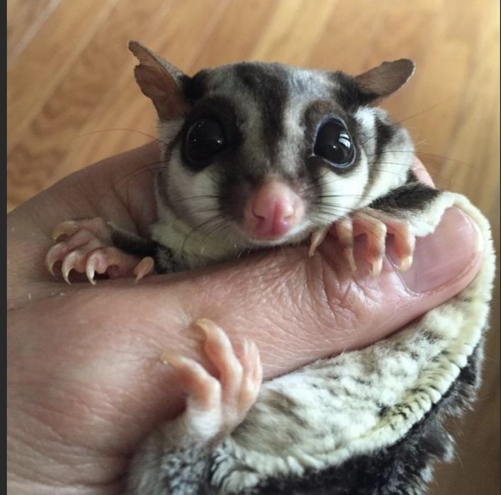 Летяща захарна катеричка