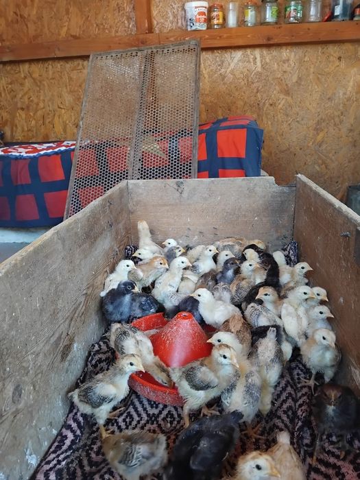 Pui 2 săptămâni 12 lei