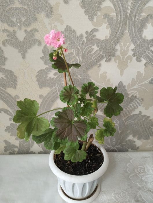 Герань 3000 тенге