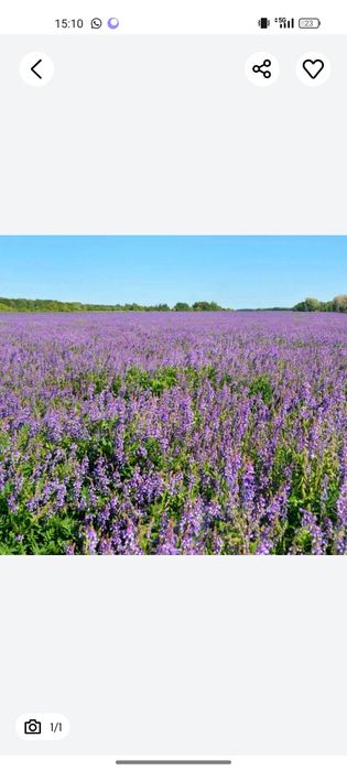 Житняк суданка эспарцет люцерна бидай арпа