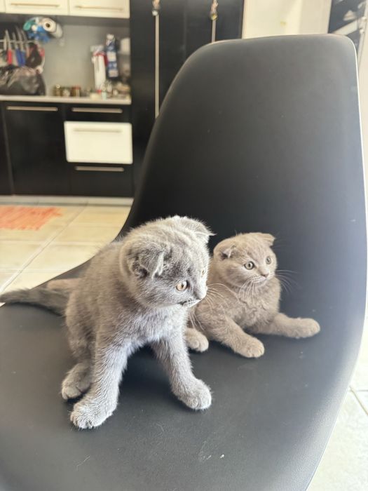 Шотландски клепоухи котенца и едно с прави уши