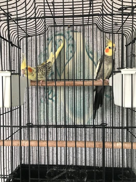 Продається папугай