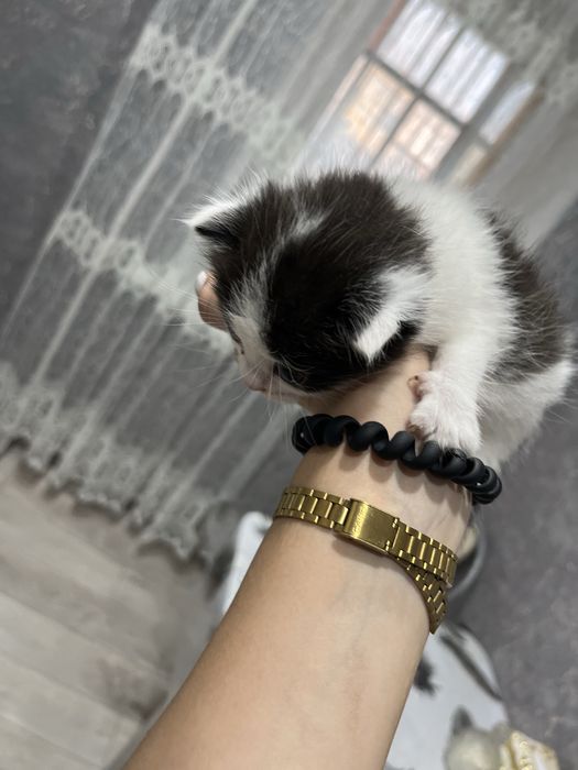 Котята  девочки , отдадим доброму сердцу
