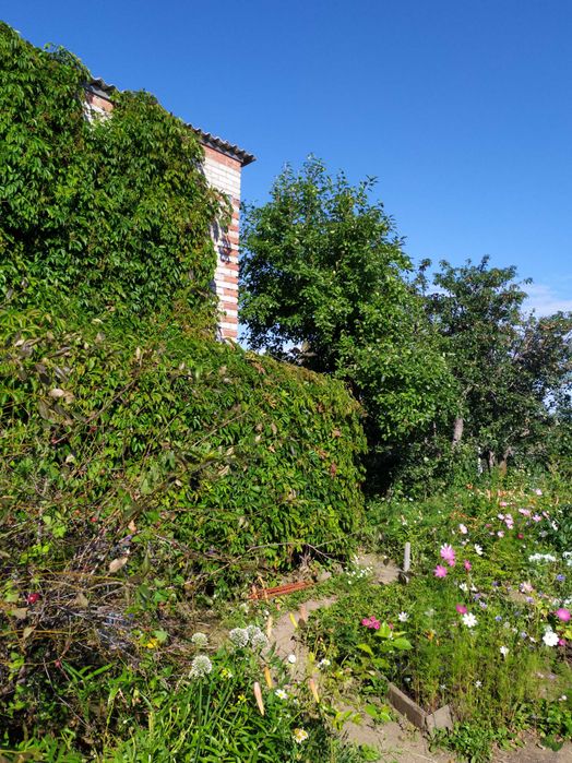 Дача "Рассвет", 7 линия