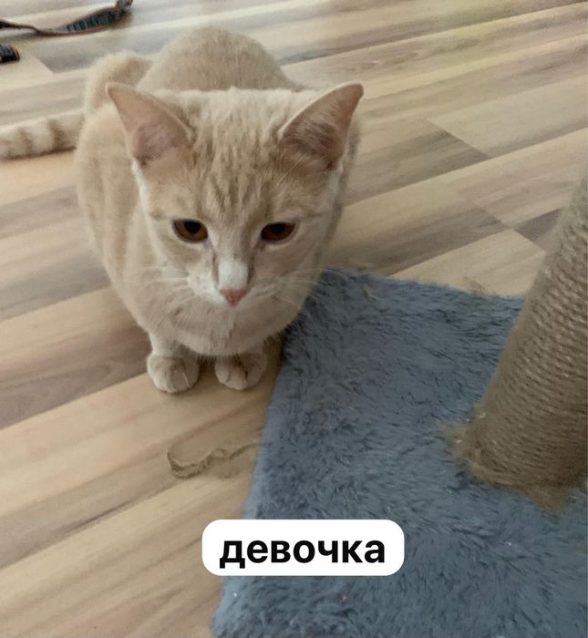 котята и взрослые кошки/коты