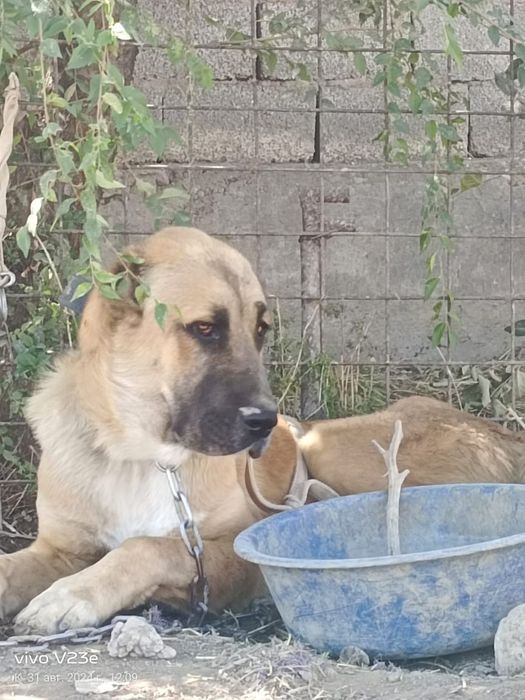 Алабай ит сатылады