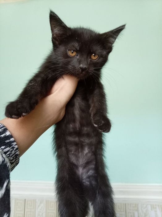 Erkak. Toza uy mushukchalari