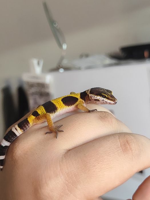 Эублефар малыш 2 месяца