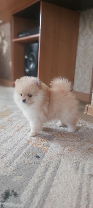 Шпицы кремовые готовы к переезду