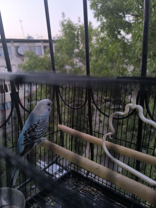 Volnistiy popugay sotiladi, 70 000 sum. Qafasi bilan 150 000 ming sum