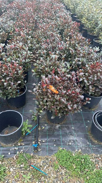 Photinia Gard viu